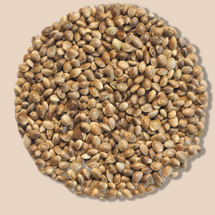 Hemp Seed Oil