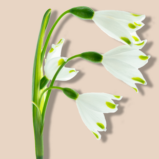 IBR-Snowflake®