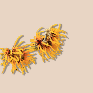 Witch Hazel
