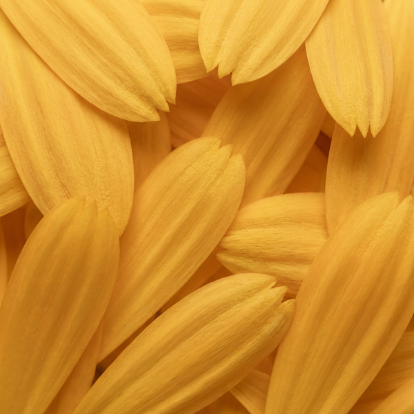 Calendula Flower Extract