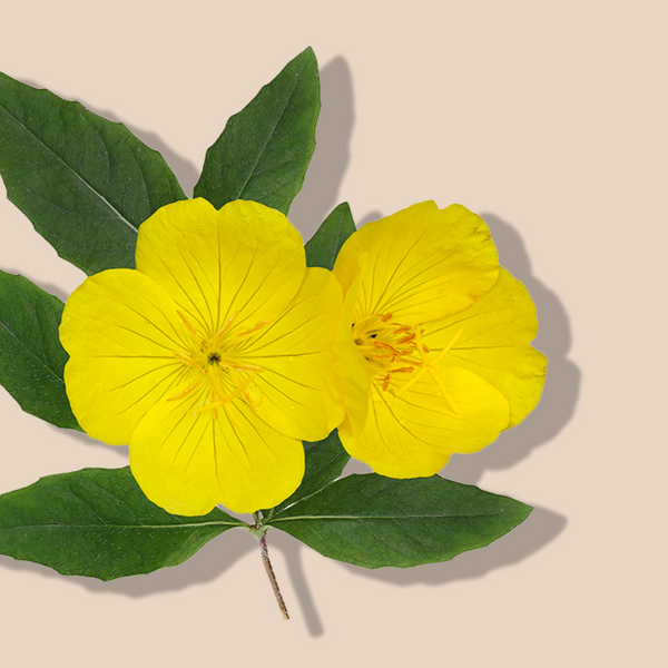 Evening Primrose Oil