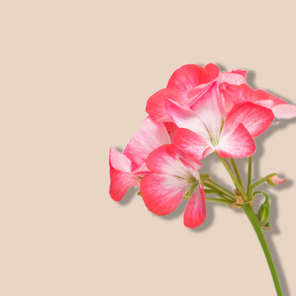 Geranium Oil