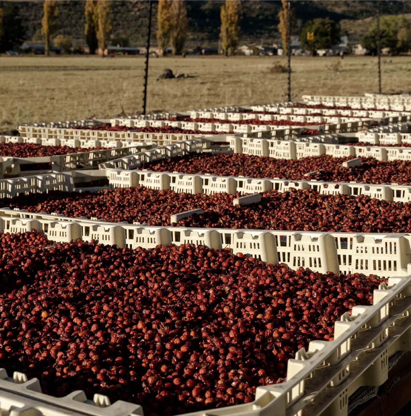 The rosehip seeds we cold-press are hand-picked from wild rosehip bushes in the mountainous regions of Lesotho and Chile.