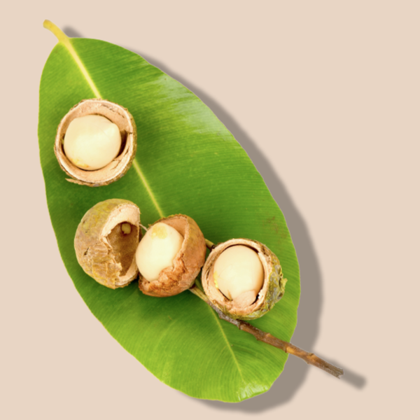 Tamanu Oil
